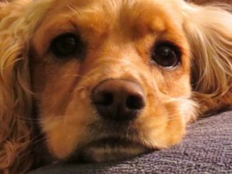 Un chien d'appartement