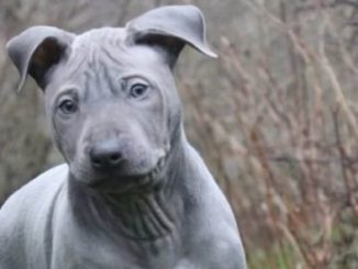 Un Thai Ridgeback