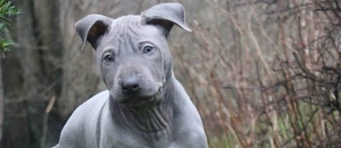 Thai Ridgeback Un Thai Ridgeback