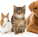 animaux