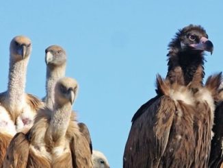 Des carnivores rapaces
