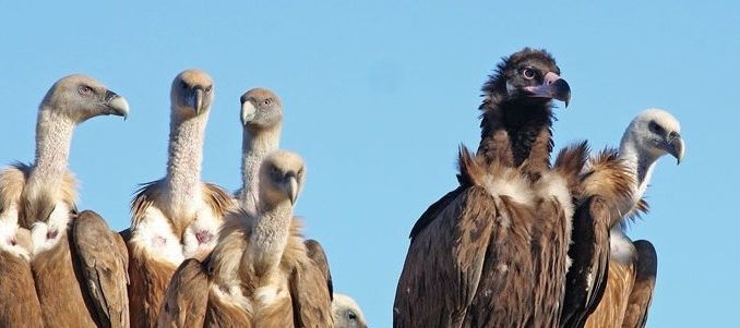 carnivores-rapaces Des carnivores rapaces