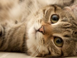 Un chat heureux