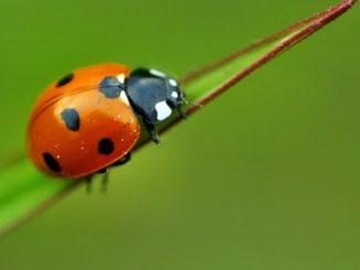 Une coccinelle