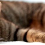 cropped-anim-4.jpg