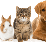 cropped-animaux.png