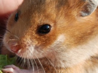 Un hamster en train de se nourrir