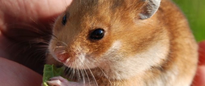 hamster Un hamster en train de se nourrir