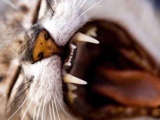 La dentition du chat