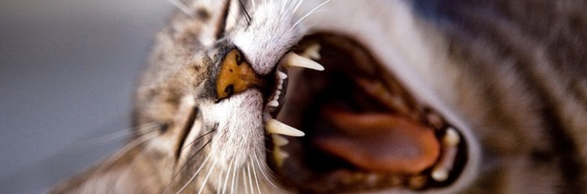 La dentition du chat
