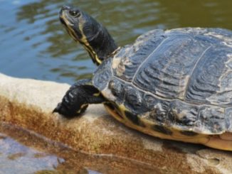 Tortue
