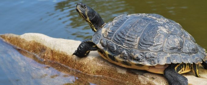 tortue Tortue