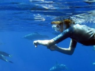 Nager avec les dauphins