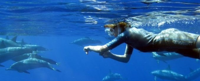 Nager avec les dauphins