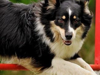Chien sportif