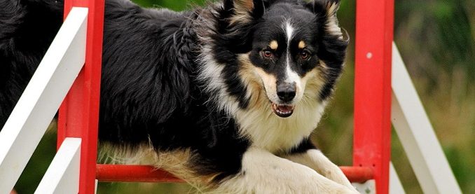 Chien sportif