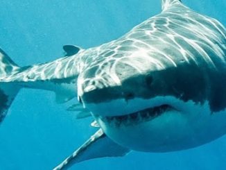 Requin