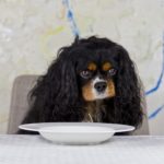 Chien-table