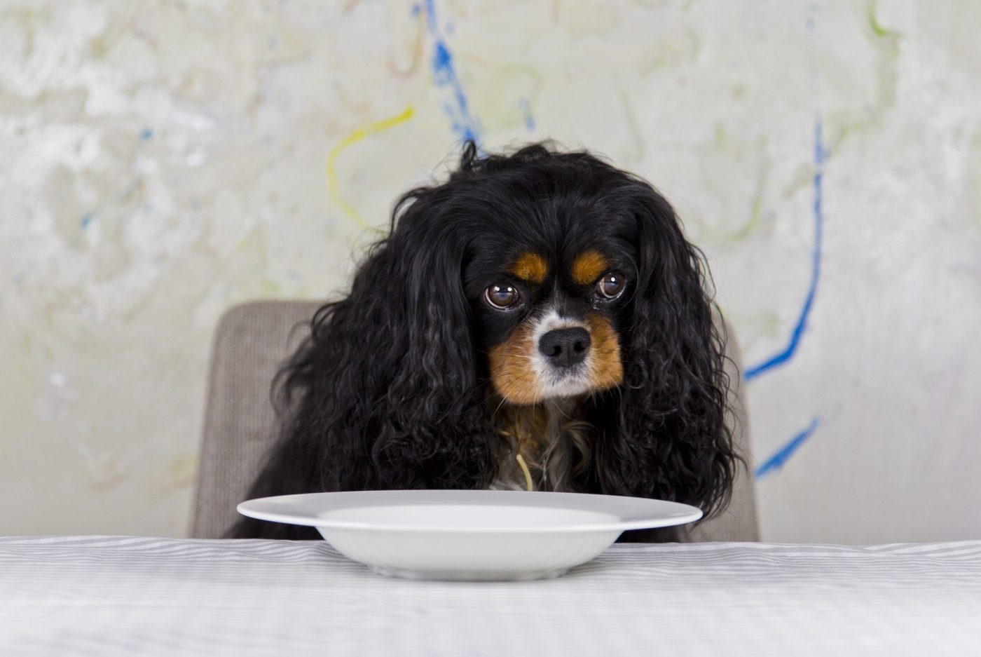 un chien à table prêt à manger