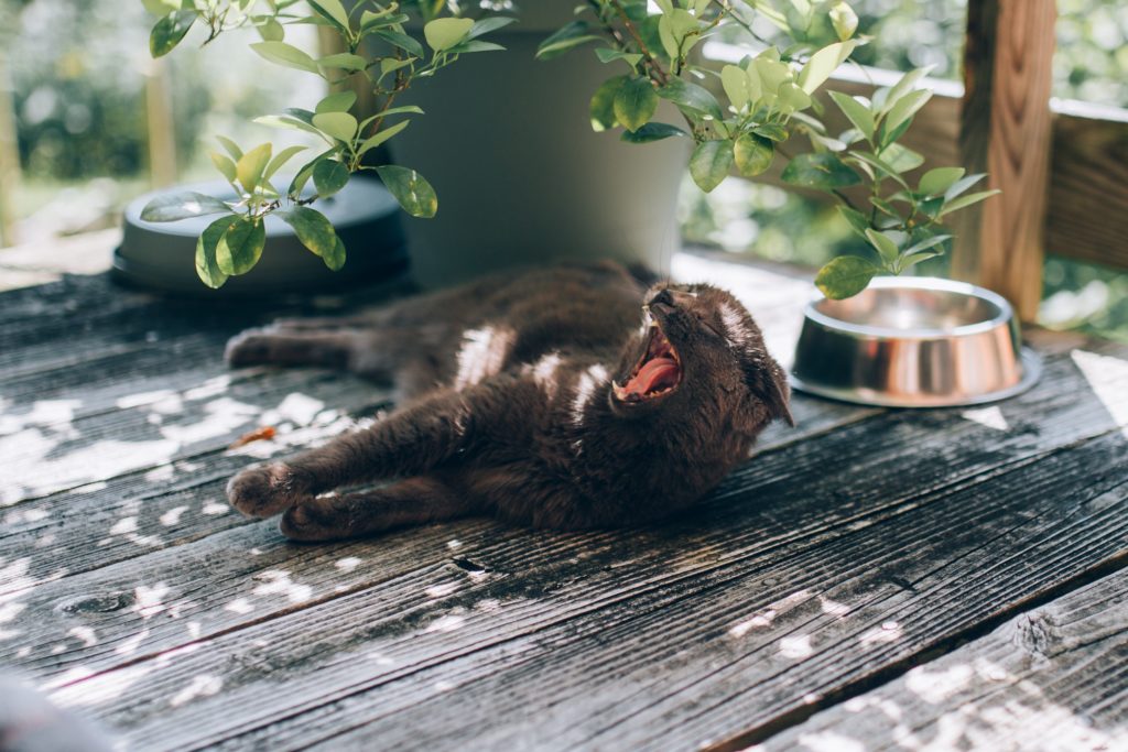 Chat qui s'étire et qui baille