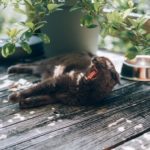 chat-baille