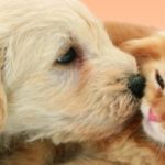 chien-chat