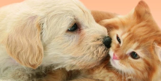 chien-chat