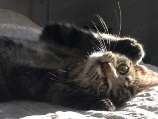 Chat sur le dos sur un lit d'appartement