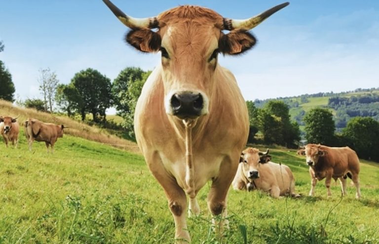 5 faits insolites sur les vaches