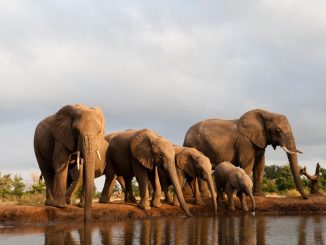 Elephants au bord de l'eau