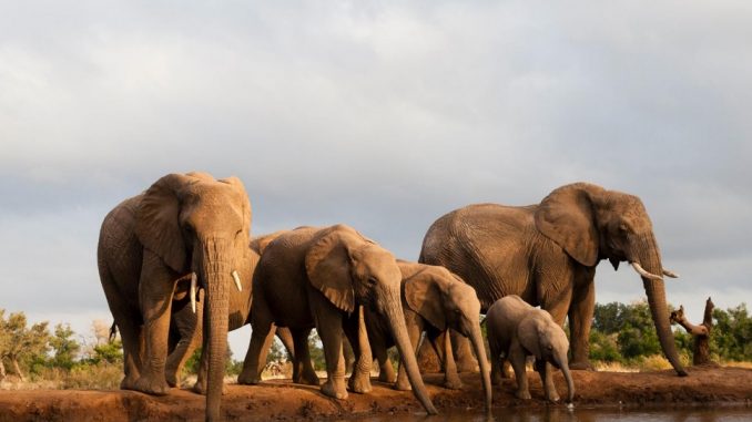 Elephants au bord de l'eau