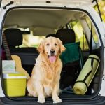 Chien dans un coffre