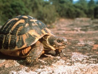 Une tortue terrestre