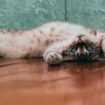 daria-shatova-46TvM-BVrRI-unsplash