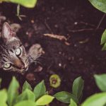 kittikom-chaichum-VDEi9oG6y6s-unsplash