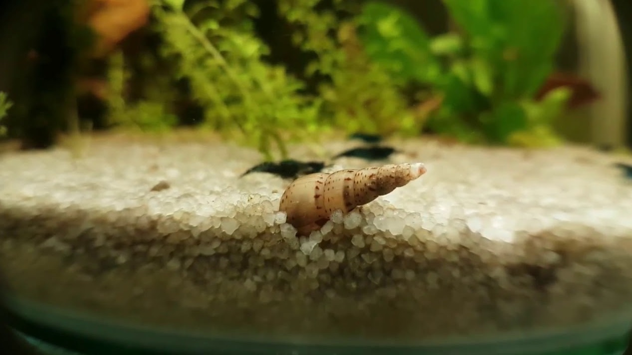 Aquarium avec un escargot
