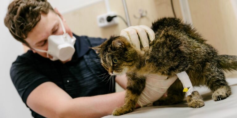Vétérinaire coronavirus chat