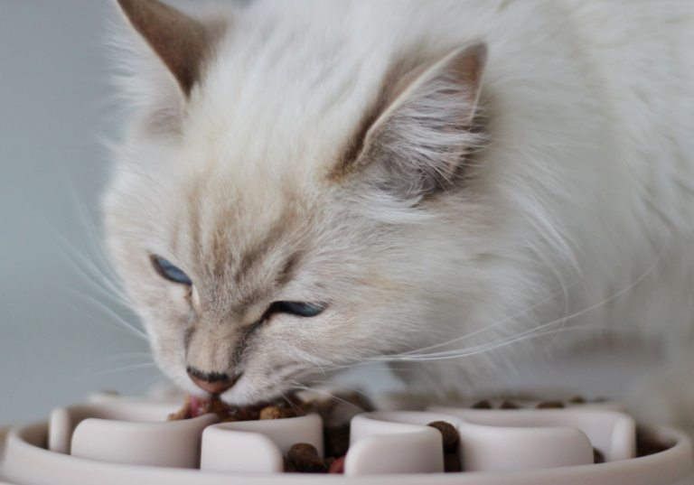 chat poils blanc mange gamelle anti-glouton ludique