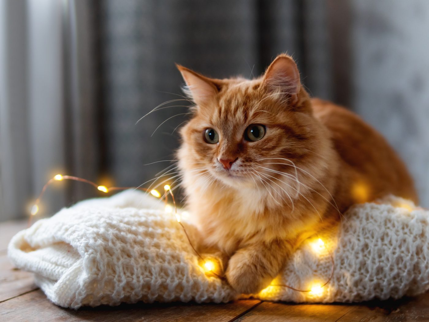 chat sur un plaid entouré guirlande lumineuse 