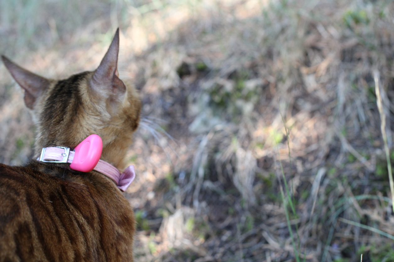 collier gps sur chat