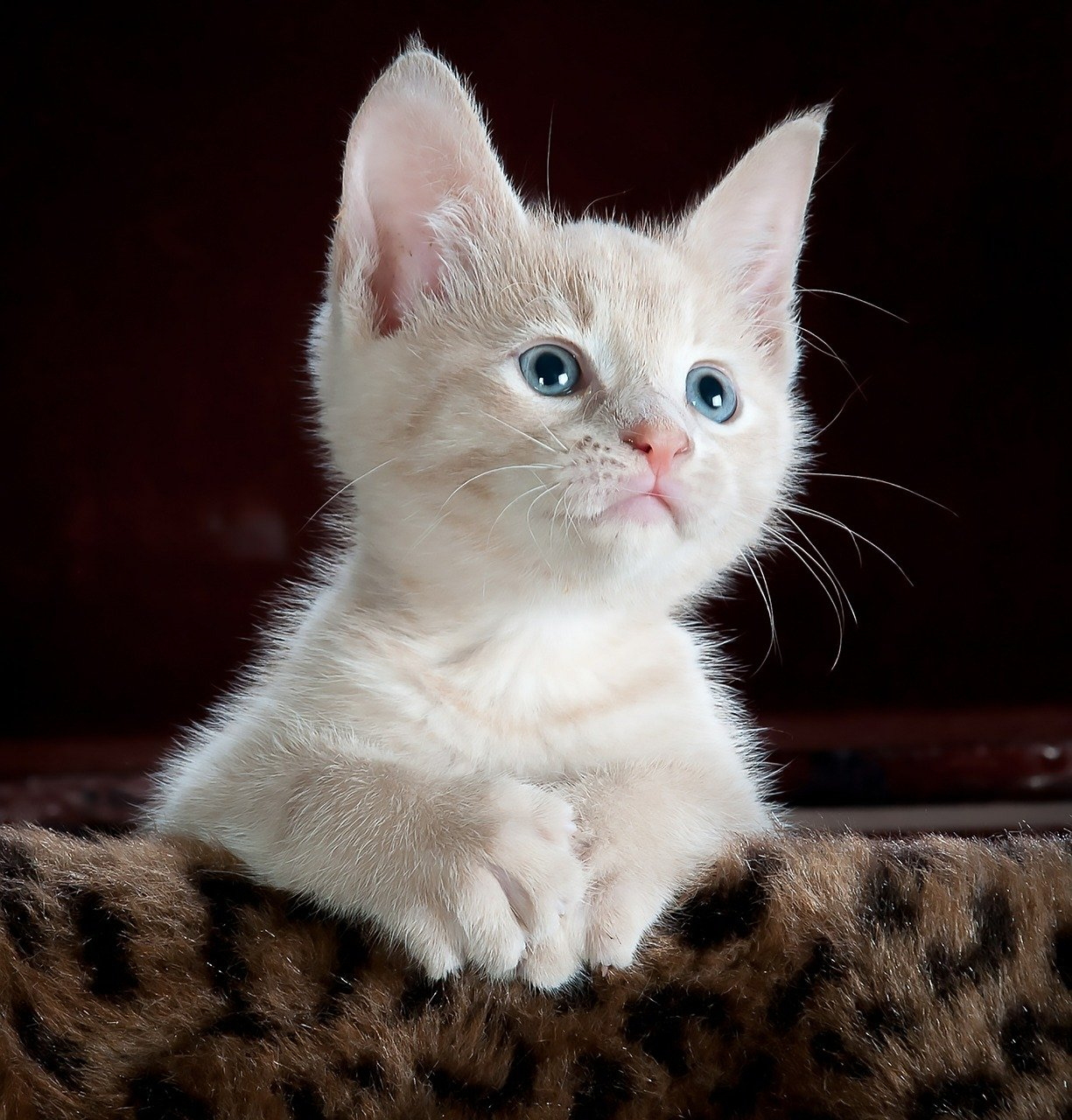 un bébé chat blanc