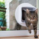 Chat qui passe à travers une chatière