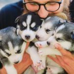 Eleveur qui porte des chiots