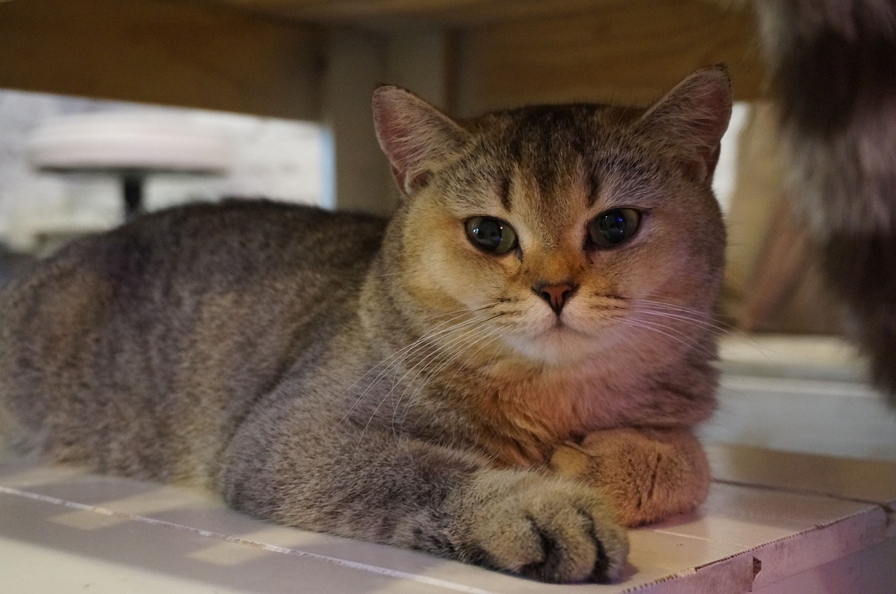 british shorthair chaud canicule ombre