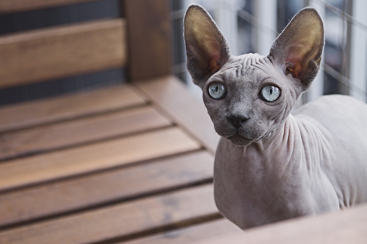 chat sphynx bizarre sans poil