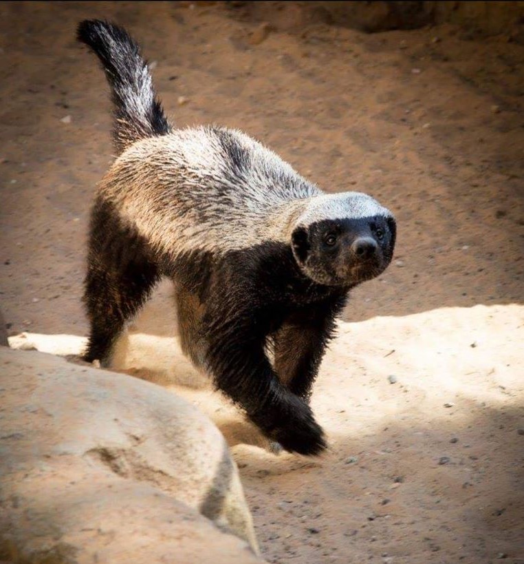 Ratel animal sauvage