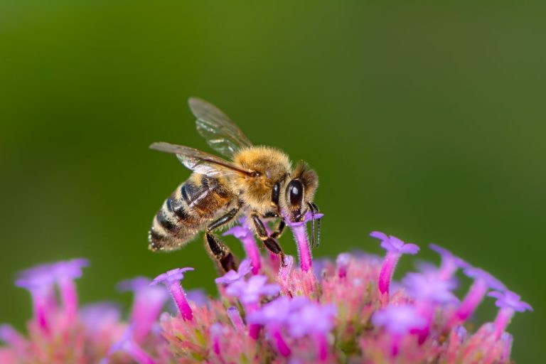 abeilles gardiennes pollinisation