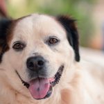 white-dog-with-open-muzzle-while-on-the-ground-2022-06-13-17-03-54-utc