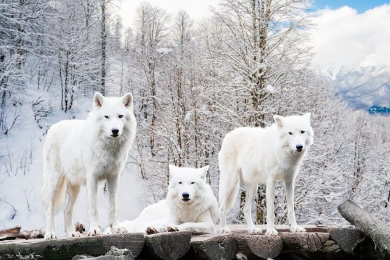 Dans le Monde des Loups : Découvrez des Rituels de Communication Fascinants