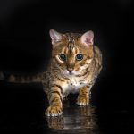 bengal-cat-in-studio-2022-09-14-07-06-29-utc